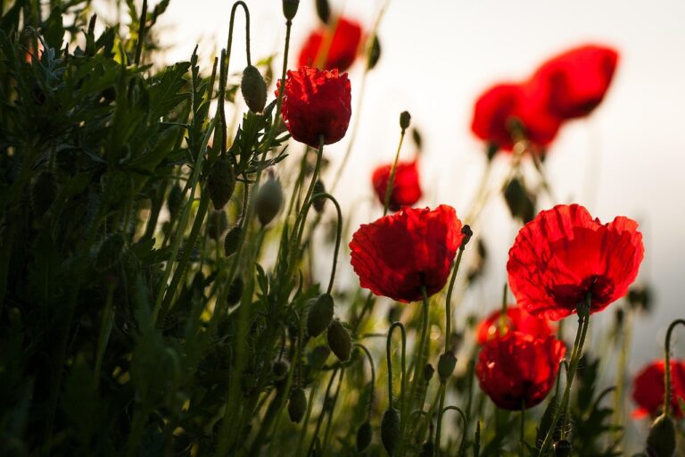 poppies, flowers, red poppies, flower background, flower wallpaper, beautiful flowers, red flowers, petals, red petals, bloom, blossom, flora, nature